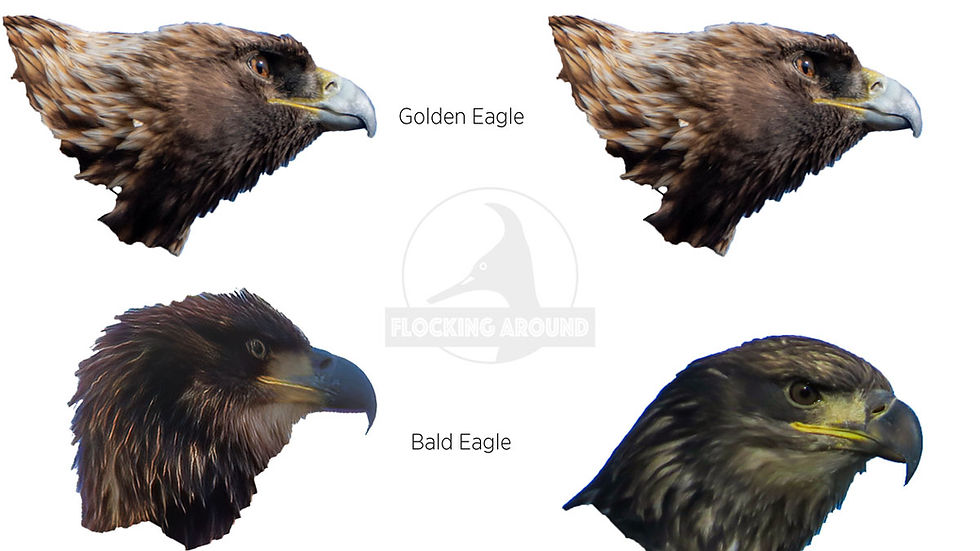 a comparison of eagles heads