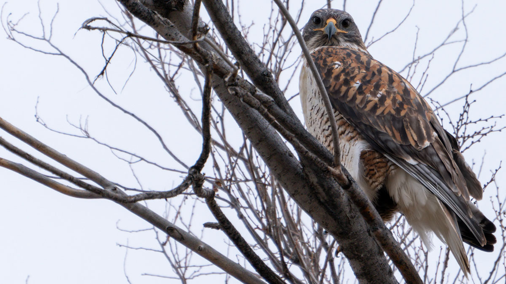 A Ferruginous Hawk looks down at the photographer.