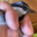 Banders grip for holding birds.