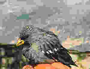 Mourning Sierra-Finch