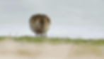 a gif of a pectoral sandpiper