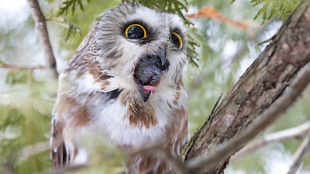 What is an owl pellet? Are owl pellets poop?