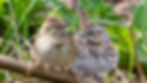 Lincoln's Sparrow (left) and Song Sparrow (right)