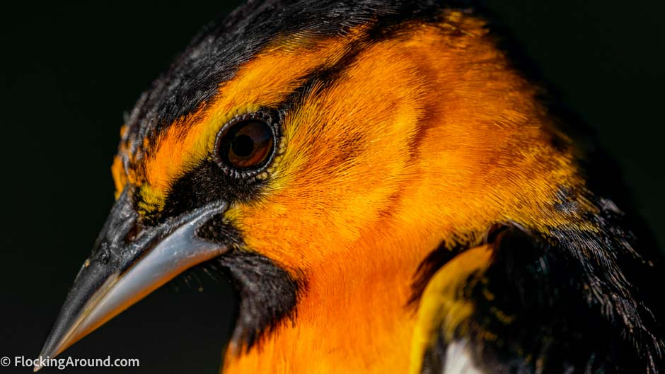 The best cameras (2023) - A birdwatcher's camera guide for the holidays and fall 