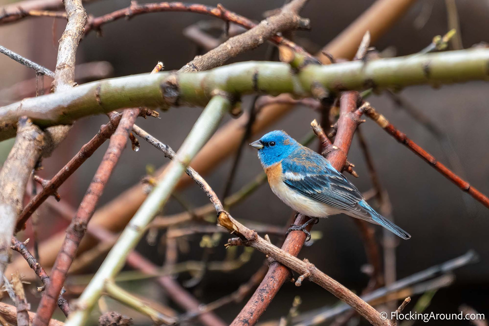 a bright blue bird with a white chest sitting on a branch