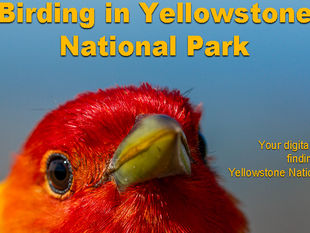Birdwatching in Yellowstone National Park - A guide to finding birds in Yellowstone