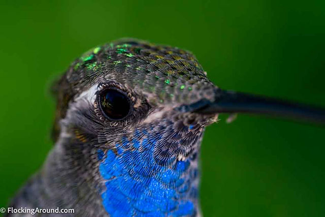 Blue-throated Mountain-Gem
