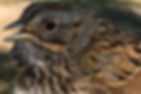 Close-up of a Lincoln's Sparrow