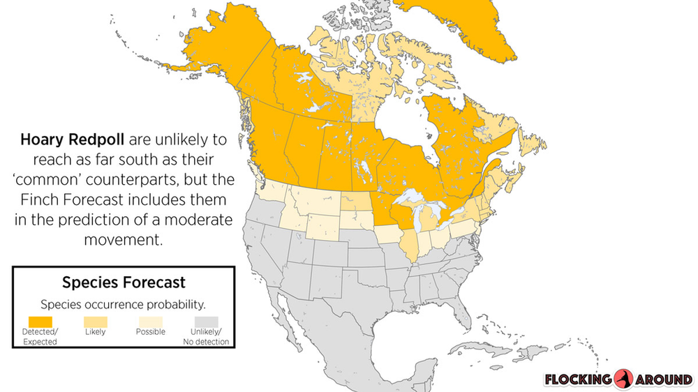 Hoary Redpoll Irruption Map