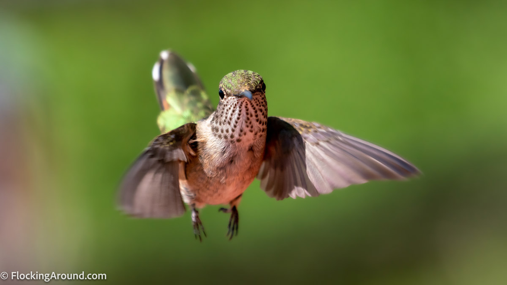 The best binoculars (2023) - A fall and holiday guide to binoculars for birdwatchers 