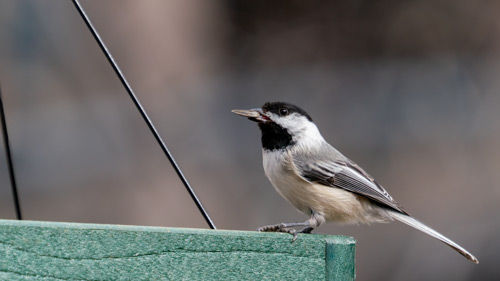 A black-capped chickadee perches on a green wooden surface, holding a seed. The background is blurred, creating a calm and natural setting.