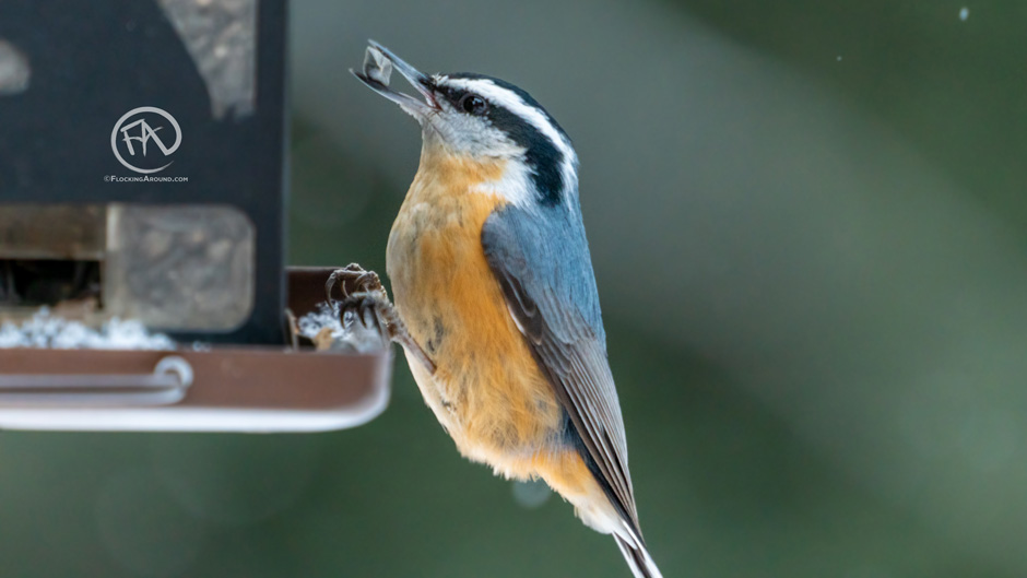 Which Bird Feeder Should I Buy