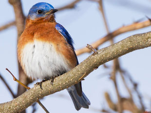 How to build a bluebird house