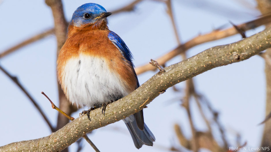How to build a bluebird house