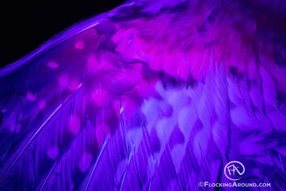 Porphyrin fluorescing pink under UV light.
