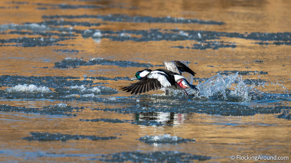 A pair of Bufflehead take off from some icy water