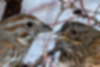 Comparison of a Song Sparrow (left) with a Lincoln's Sparrow (right)