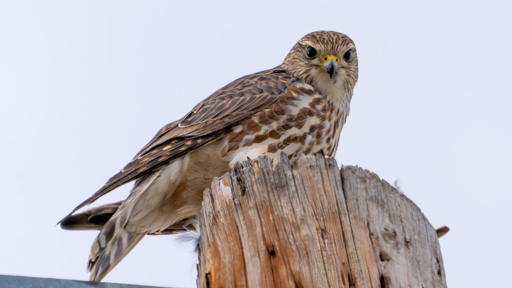 Christmas Bird Count Dos and Don'ts 