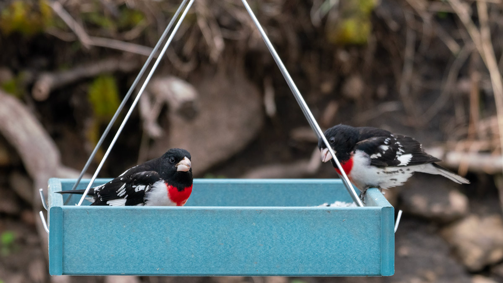 A pair of rose-breasted grosbeak eat on a platform feeder.