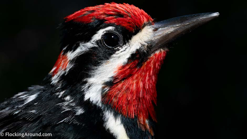 Red-naped Sapsucker (male)