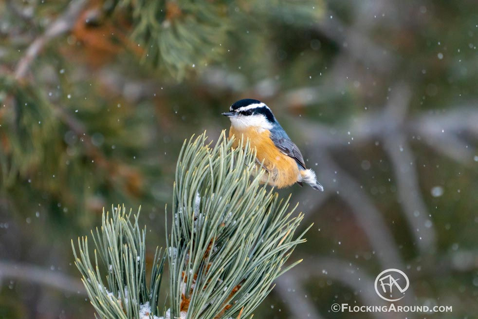 Casper Christmas Bird Count