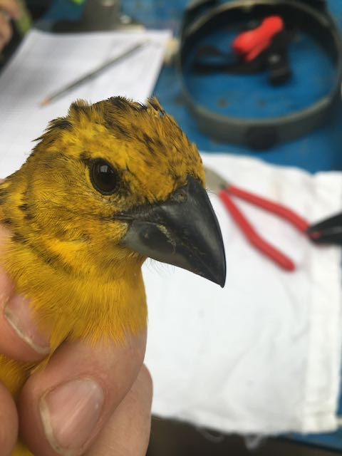Golden Grosbeak