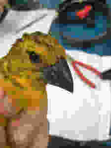 Golden Grosbeak