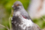 a dusky grouse displays