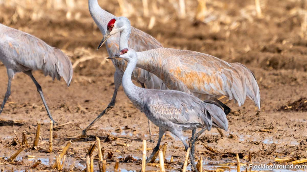 Lesser Sandhill Crane or Greater Sandhill Crane