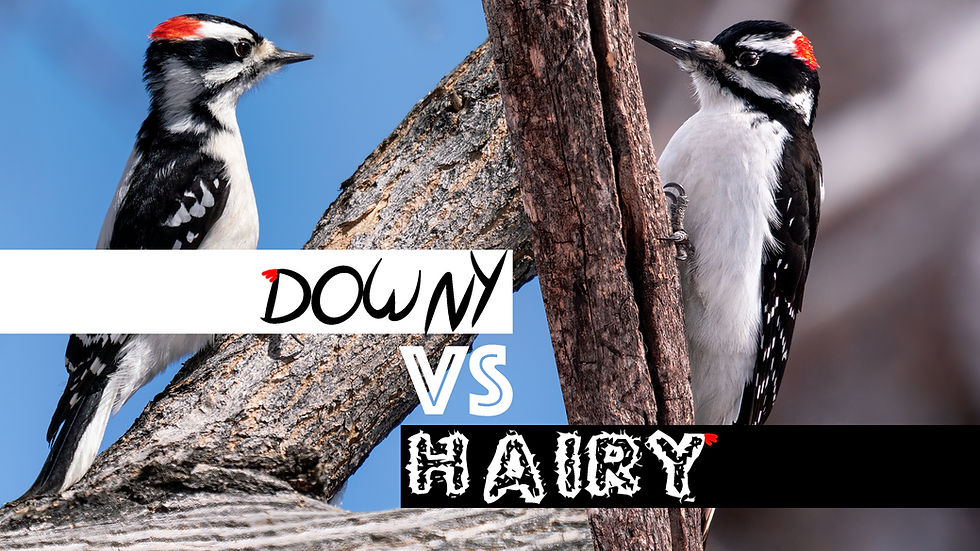 Downy Woodpecker vs Hairy Woodpecker - Identification of two black-and-white woodpeckers