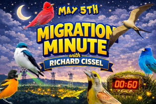 Bird Migration Forecast for May5th - May 7th, 2026