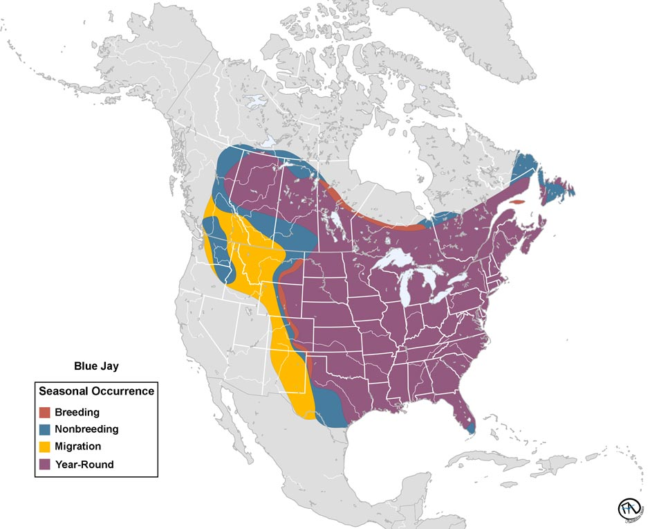 How do I attract Blue Jays?