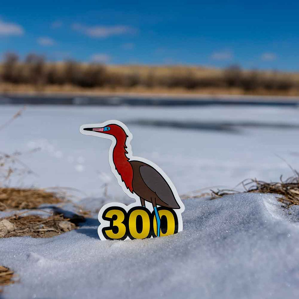 The Reddish Egret requires a trip to the coast. Of course, if you have made it to one of the coasts, you must be near 300 life birds!