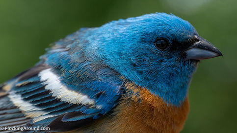 Can I keep feathers? - The laws protecting birds (and their feathers)