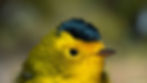 Close-up of a Wilson's Warbler