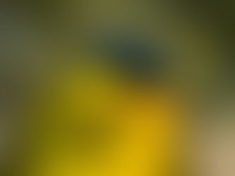 A yellow bird with a black cap glaring into the camera