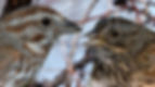 Comparison of a Song Sparrow (left) with a Lincoln's Sparrow (right)