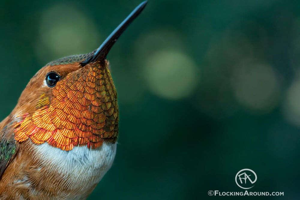 Clean Your Bird Feeders