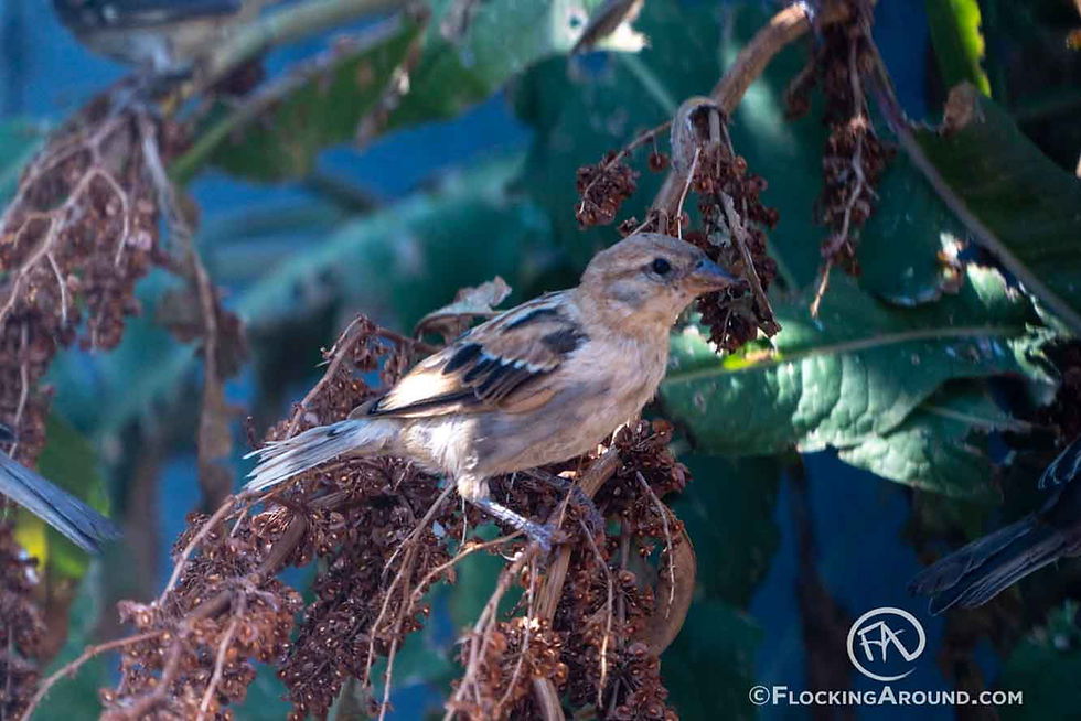 House Sparrow with pigment deficiency and plumage aberration.
