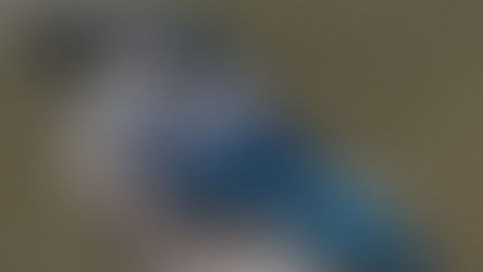 An up-close photo of a blue, grey, and white bird