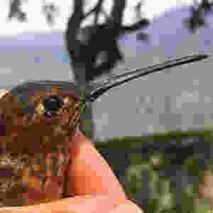 Giant Hummingbird in the Andes