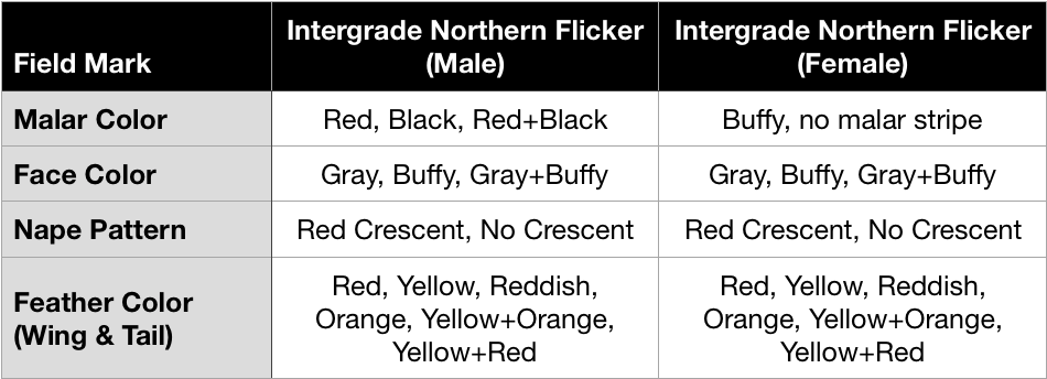Northern Flicker Intergrade Field Marks