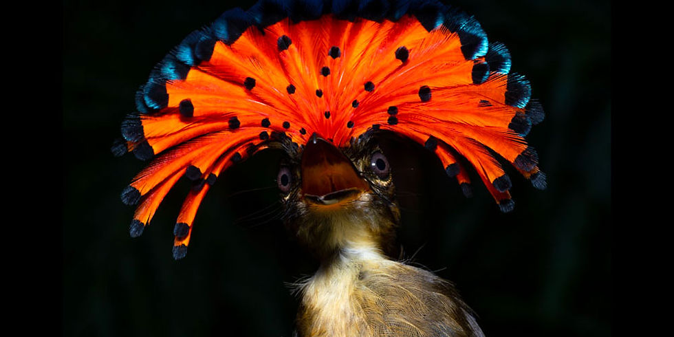 Royal-Flycatcher-with-crown.jpg