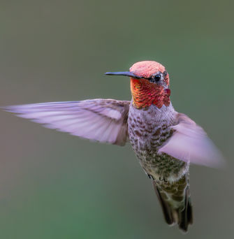 Anna's Hummingbird
