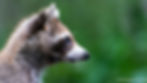 A raccoon looks straight ahead.