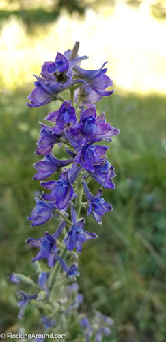 Mountain larkspur