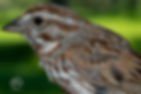 Close-up of a Song Sparrow