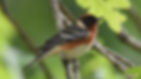 a male bay breasted warbler sits in a tree