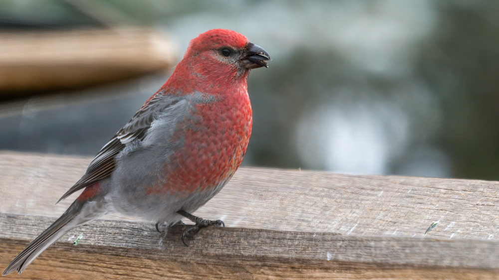 A Pine Grosbeak crushes a black oil sunflower seed.