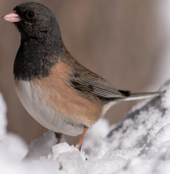 Dark-eyed Junco